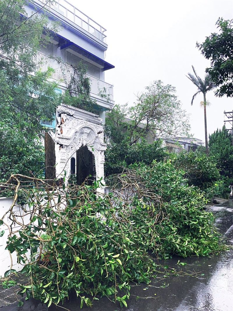 陳文茜曝家第一排樹全倒。(圖/翻攝自文茜的世界周報 Sisy's World News臉書)