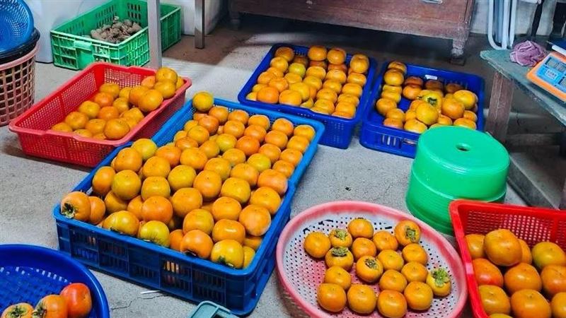 颱風遠離！徐欣瑩送暖呼籲買甜柿挺原鄉