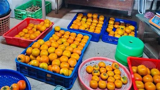 颱風遠離！徐欣瑩送暖呼籲買甜柿挺原鄉