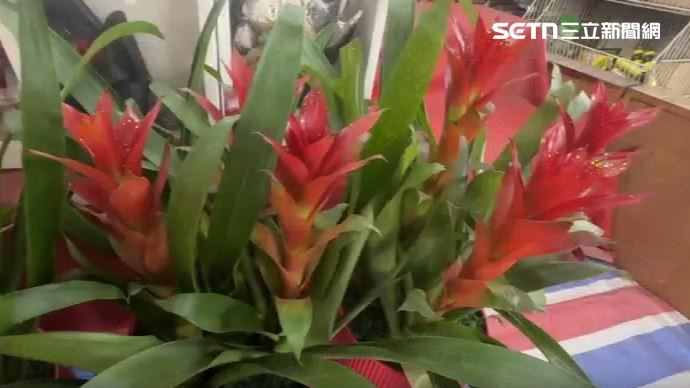 象徵喜氣的鳳梨花也是不可或缺的花束之一