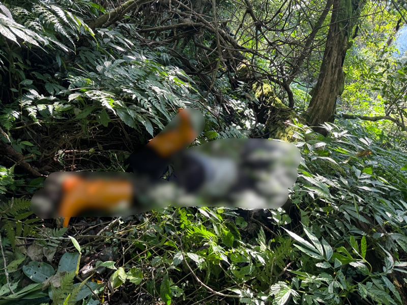 57歲男子22日颱風天上山後失聯，被巡山員發現倒臥樹林間死亡。(圖／翻攝畫面)