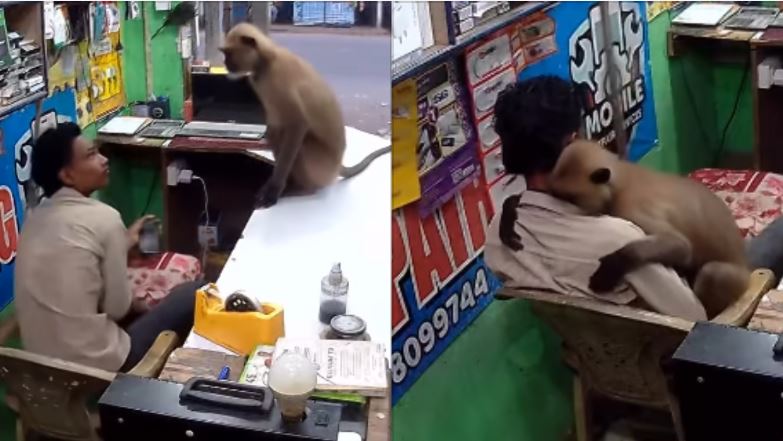 野猴闖手機店！老闆嚇傻竟被討抱抱