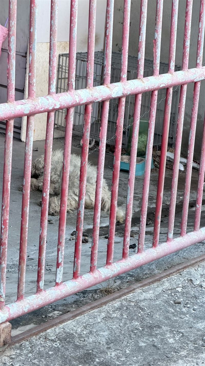 狗狗的生活環境相當髒亂，地面佈滿排泄物與尿液。（圖／翻攝自記者爆料網）