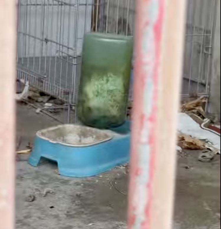 狗狗的生活環境相當髒亂，食物和飲水也早已發臭變質。（圖／翻攝自記者爆料網）