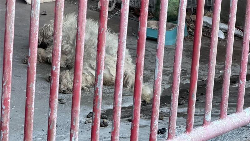 寵物犬疑遭虐⋯屎尿遍地！通報9日無人理